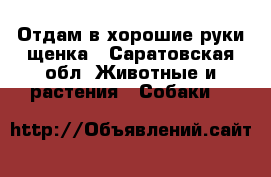 Отдам в хорошие руки щенка - Саратовская обл. Животные и растения » Собаки   